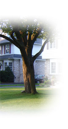 Oak Tree